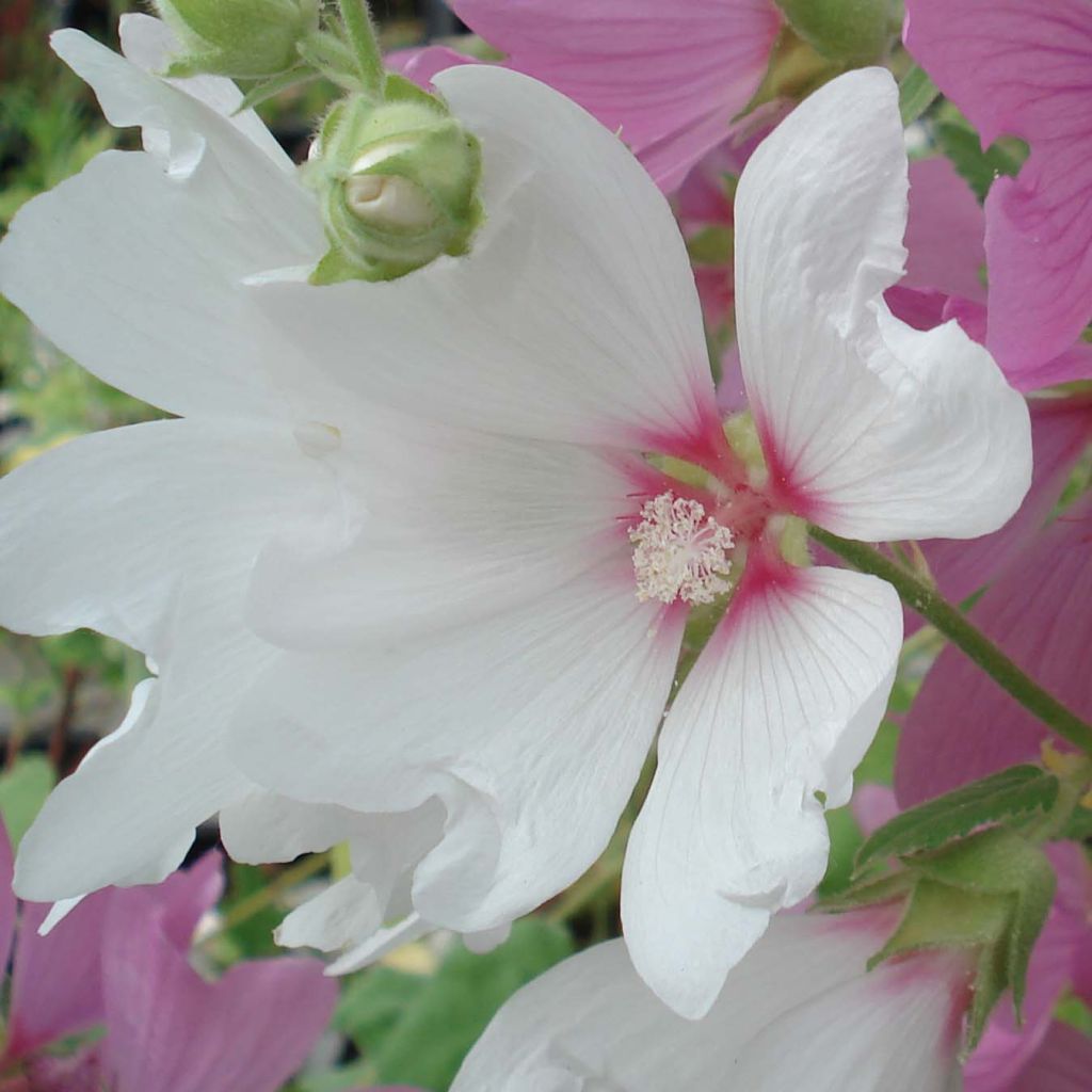 Lavatera Blushing Bride