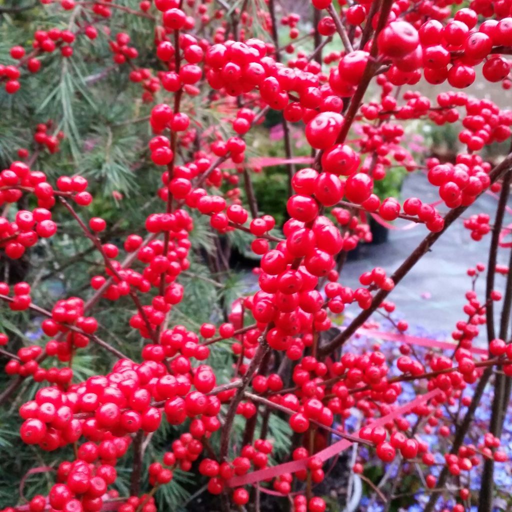 Ilex verticillata - Agrifoglio