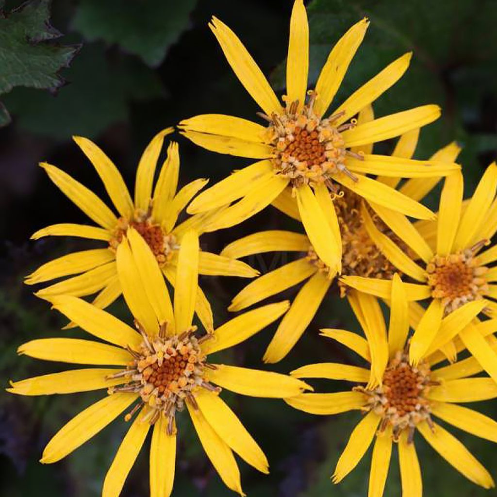 Ligularia dentata Little Golden Ray
