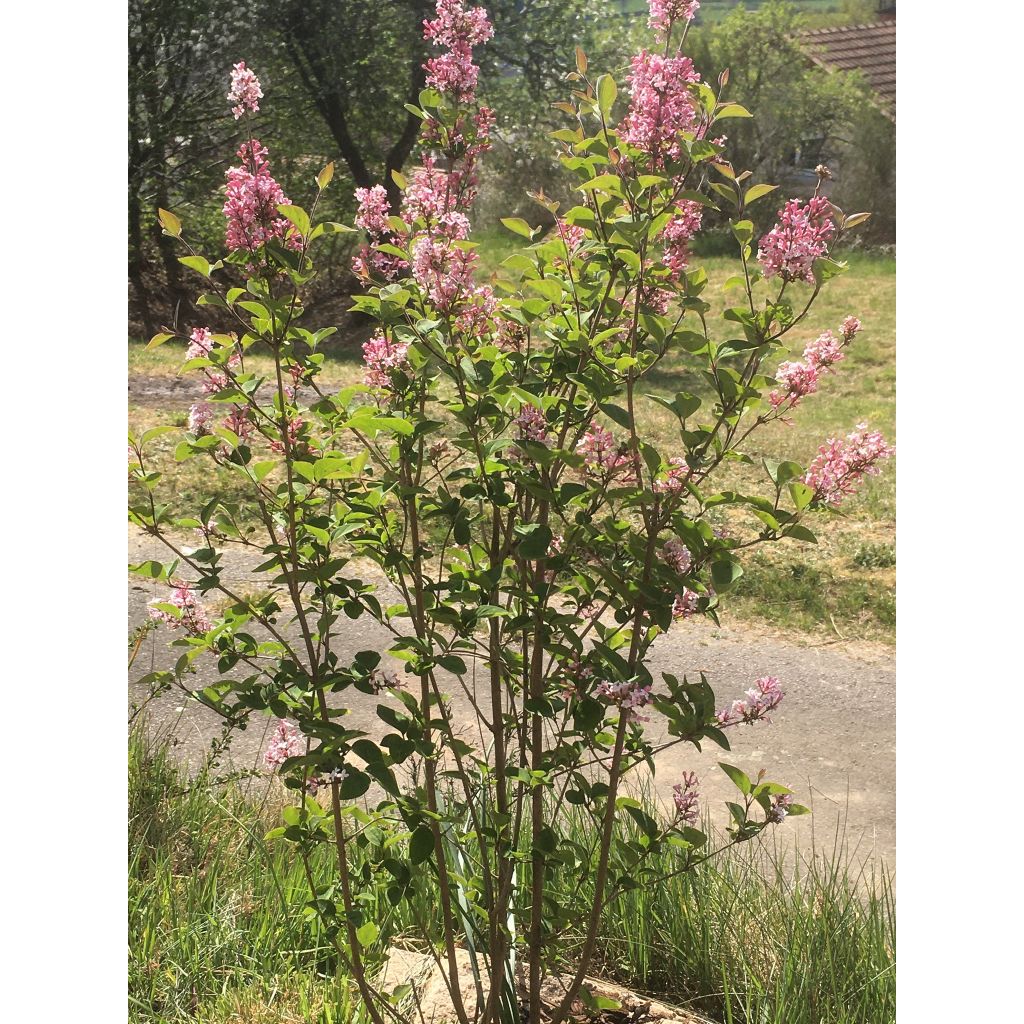 Syringa microphylla Superba - Lillà