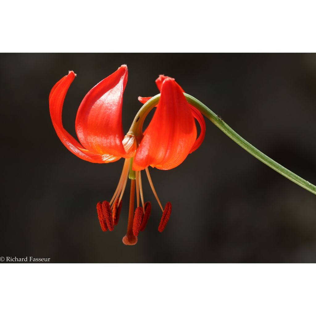 Lilium pumilum - Giglio