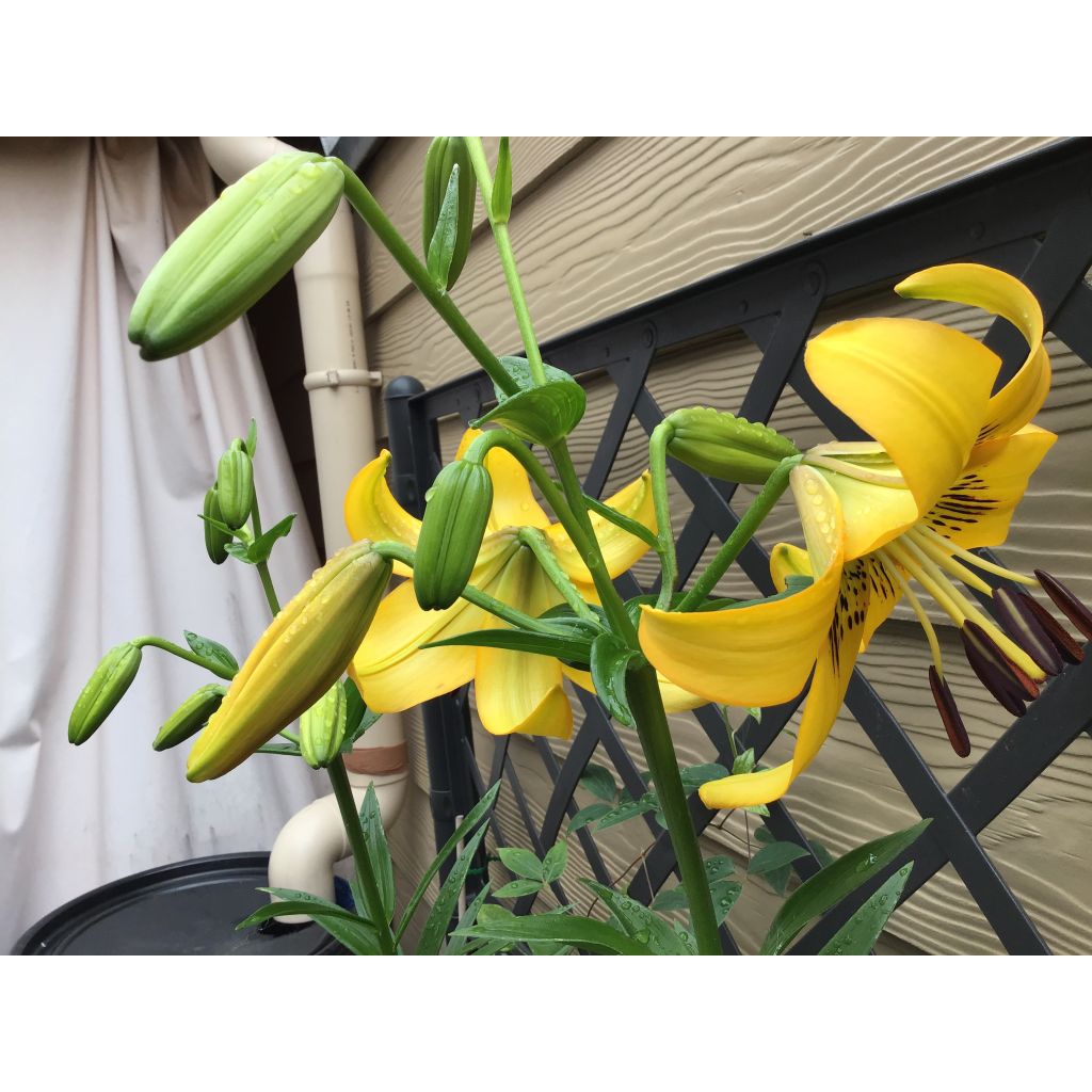 Lilium leichtlinii - Giglio botanico