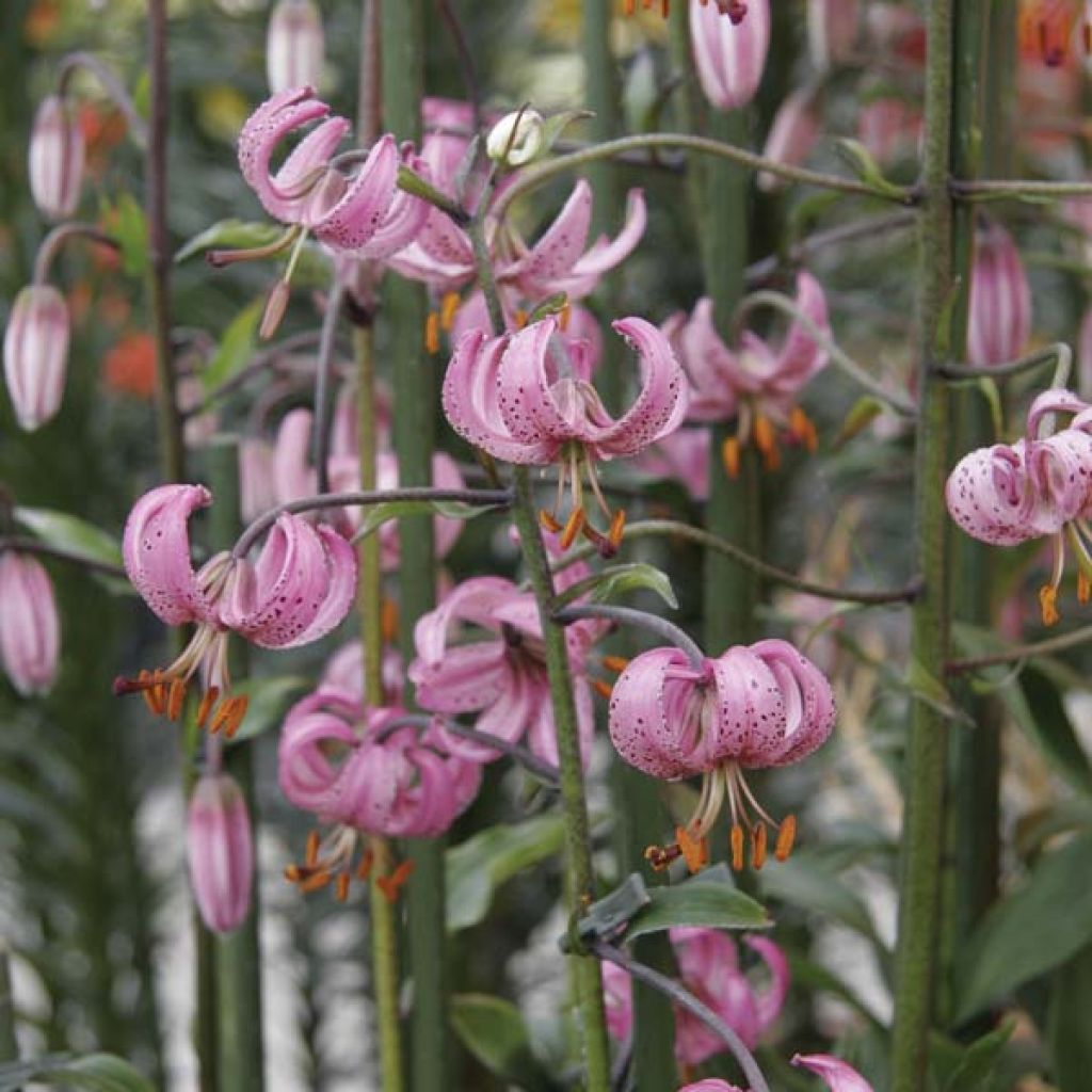 Giglio martagone - Lilium martagon