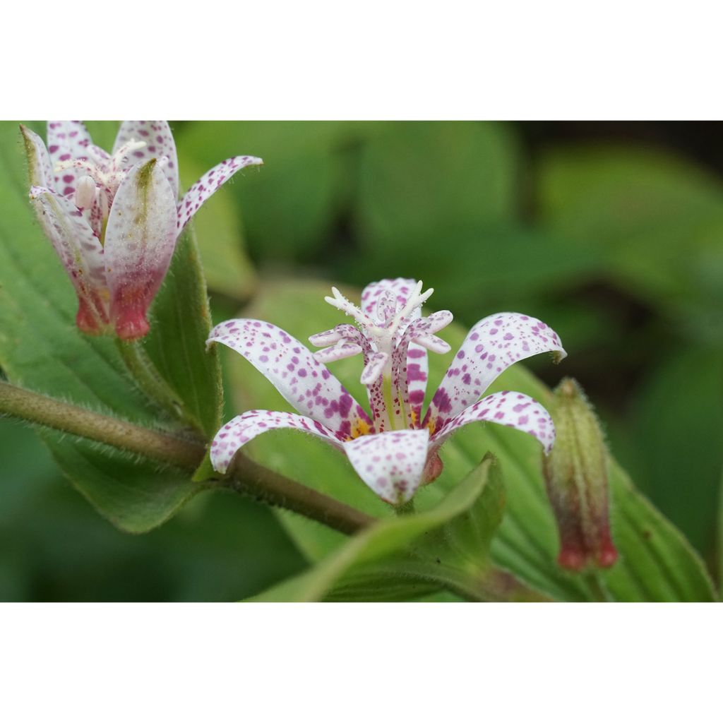 Tricyrtis hirta Miyazaki