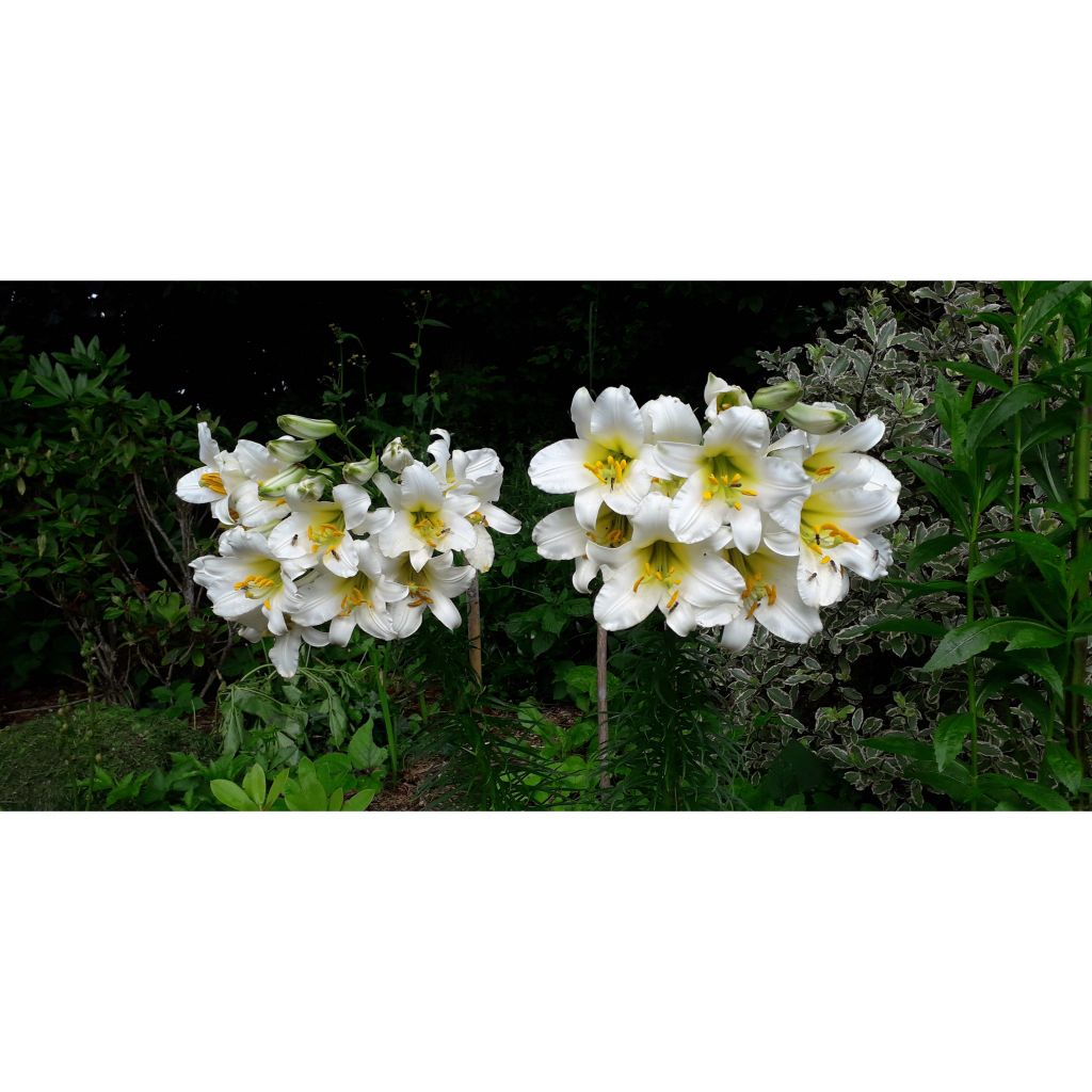 Lilium regale - Giglio regale