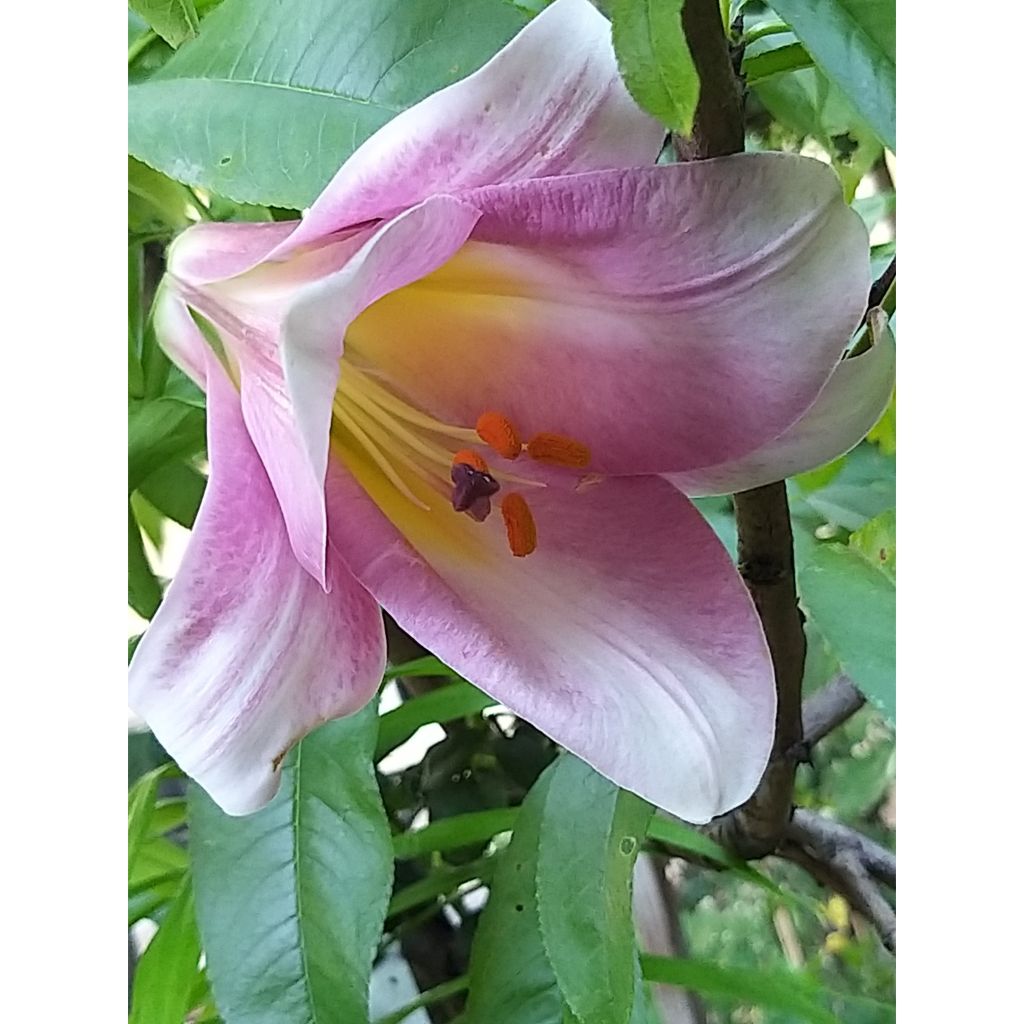 Giglio a tromba Pink Perfection