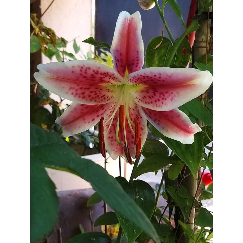 Giglio orientale ibrido Stargazer