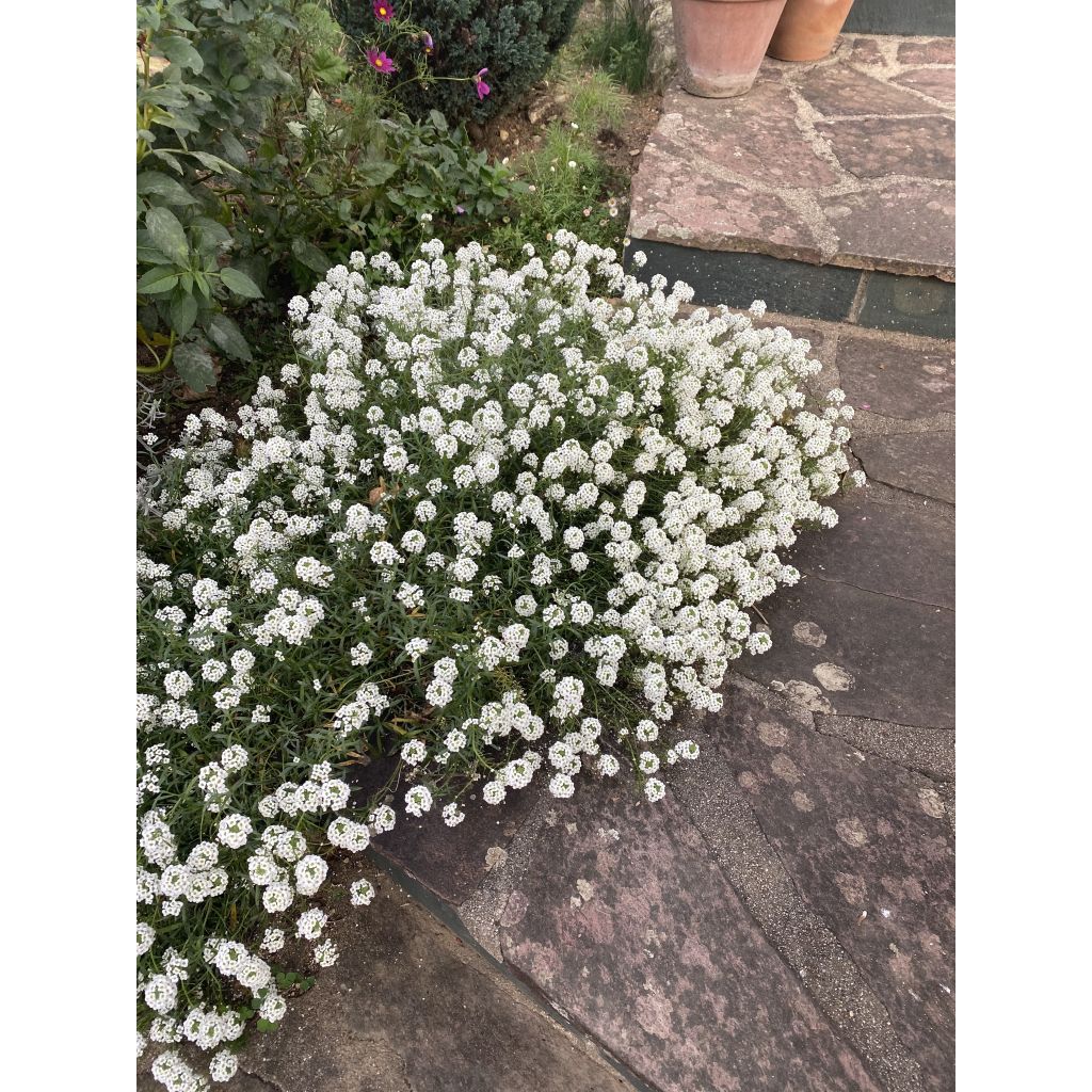 Lobularia maritima Snow Princess - Alisso marittimo
