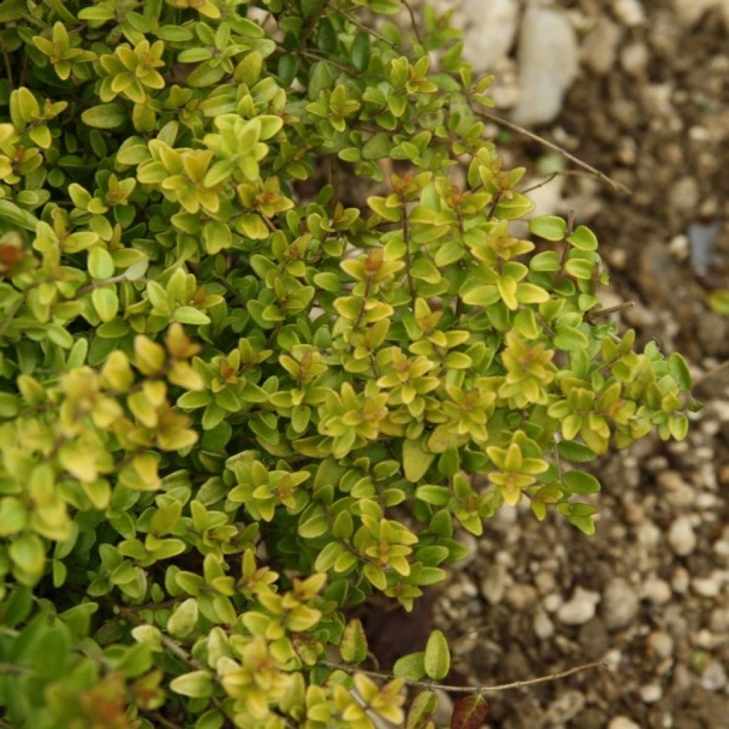 Lonicera nitida Baggesen's Gold