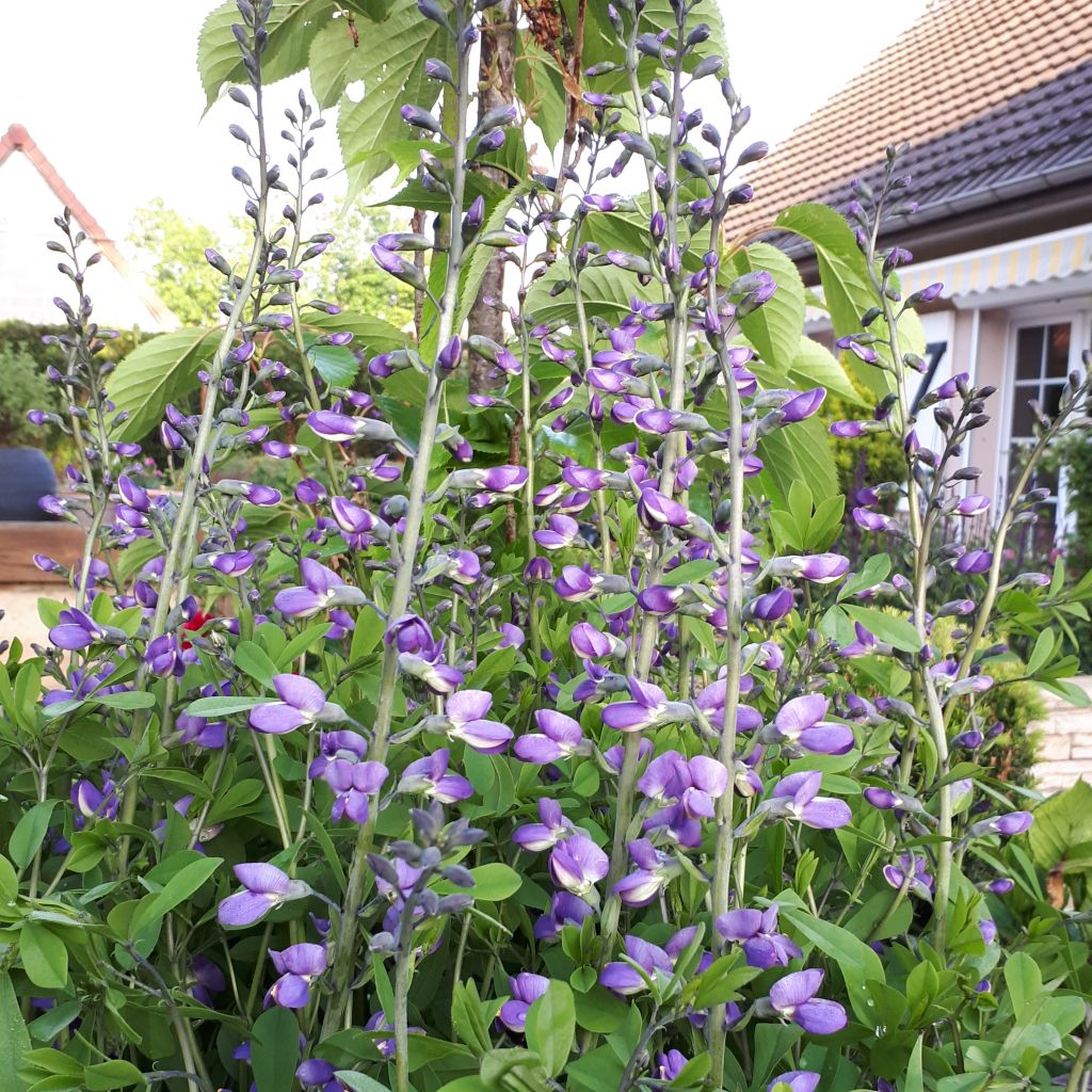 Baptisia Purple Smoke - Indaco falso