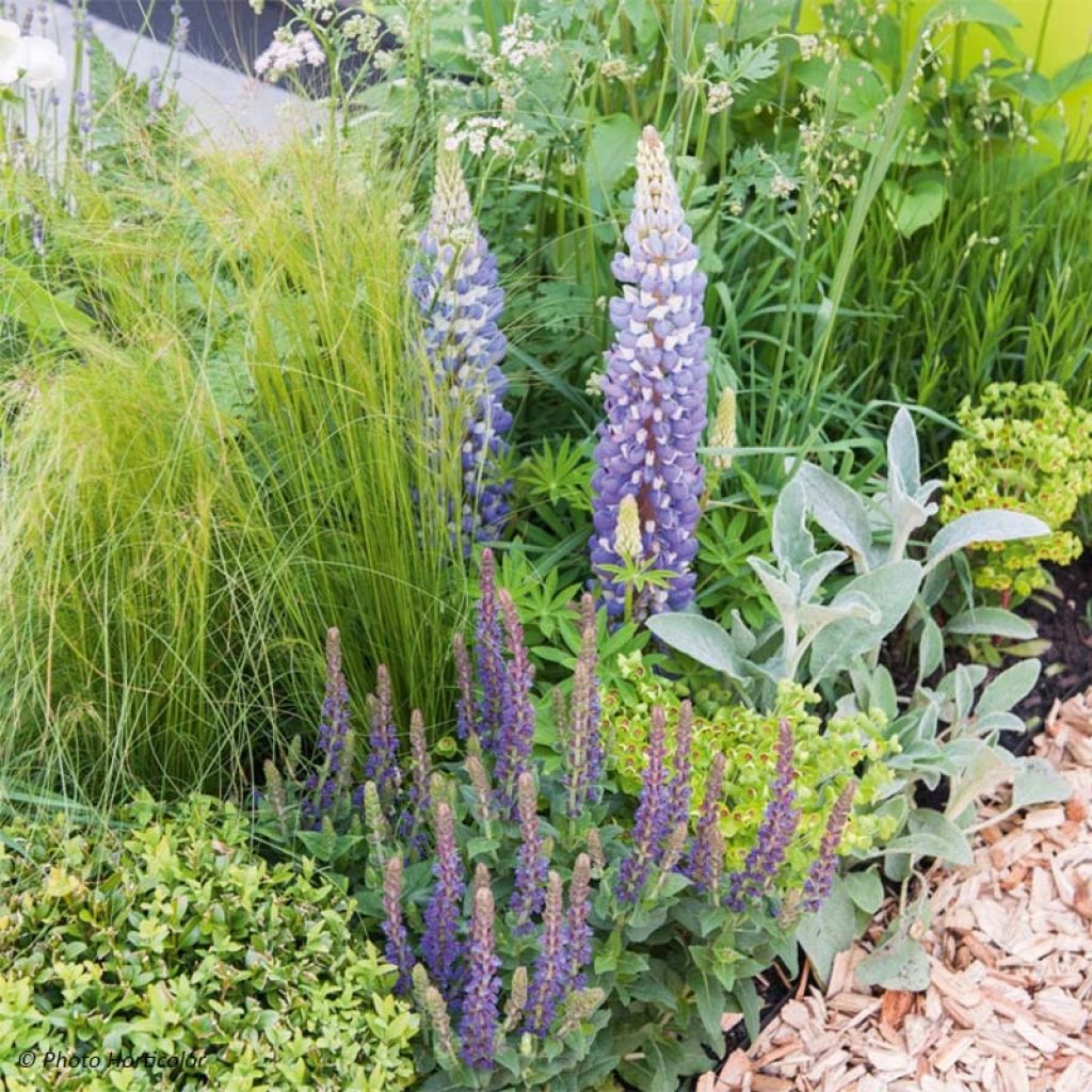 Lupinus The Governor - Lupino