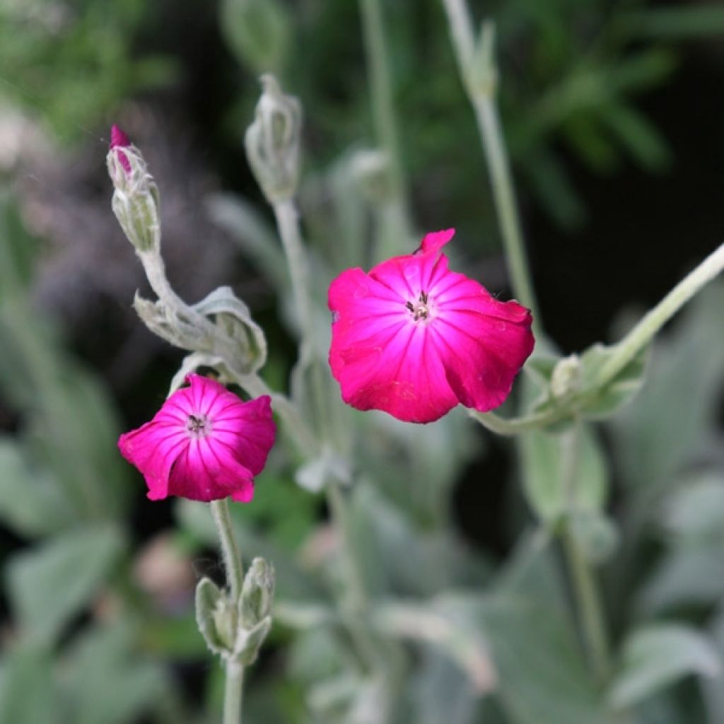 Lychnis coronaria - Crotonella coronaria
