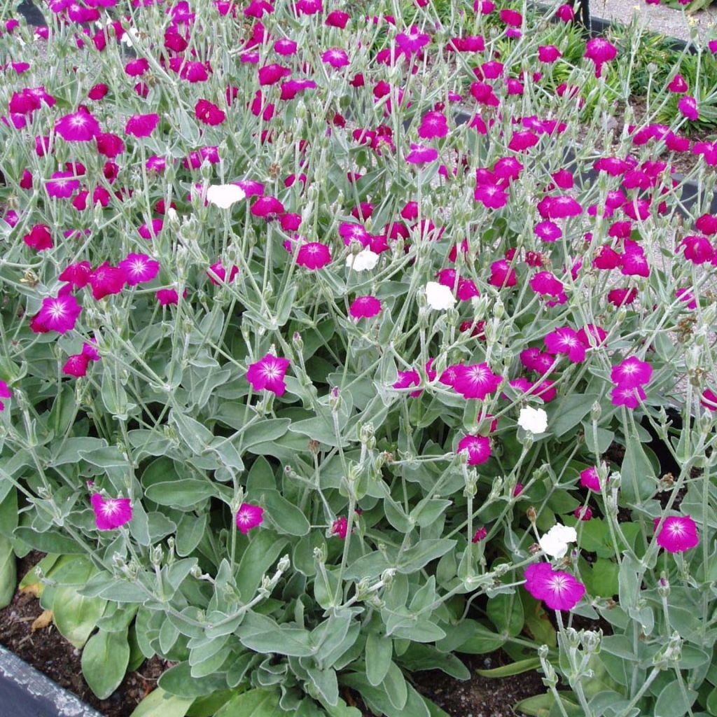 Lychnis coronaria - Crotonella coronaria