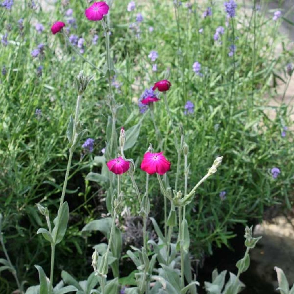 Lychnis coronaria - Crotonella coronaria