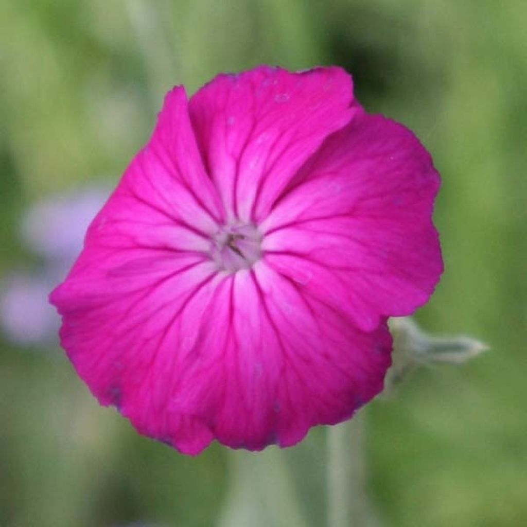 Lychnis coronaria - Crotonella coronaria