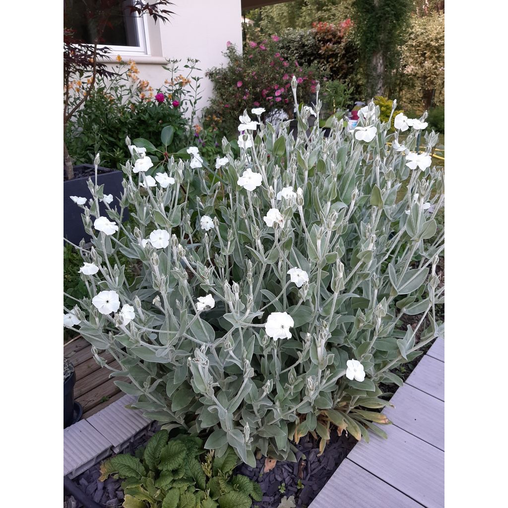 Lychnis coronaria Alba - Crotonella coronaria