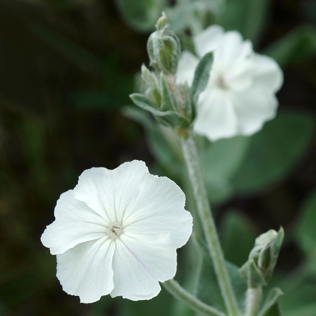 Lychnis coronaria Alba - Crotonella coronaria