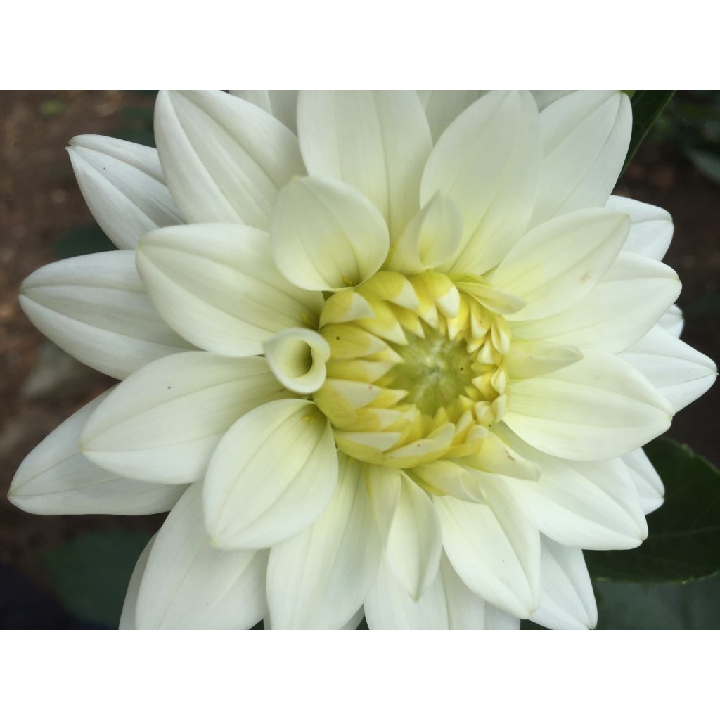 Dalia decorativa Karma Maarten Zwaan