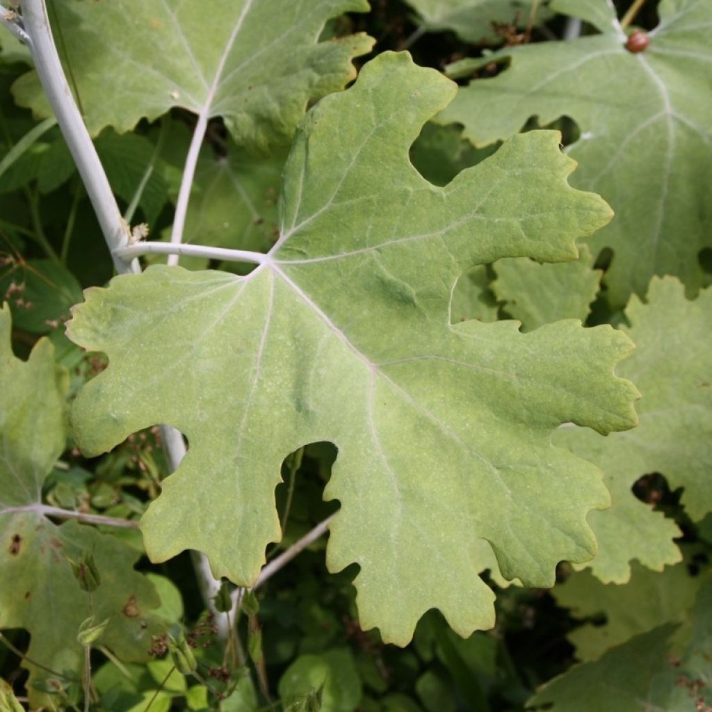 Macleaya cordata