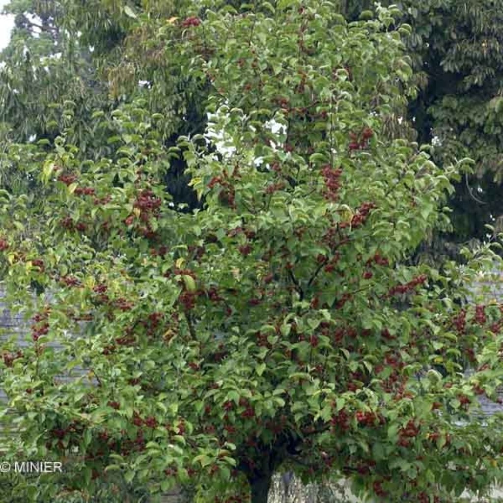 Malus Evereste 'Perpetu' - Melo da fiore