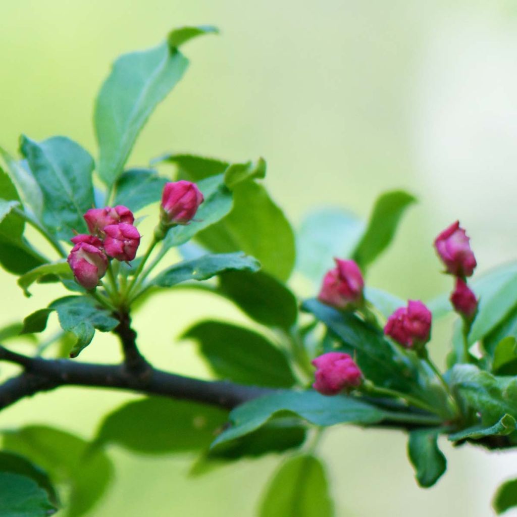 Malus toringo - Melo da fiore