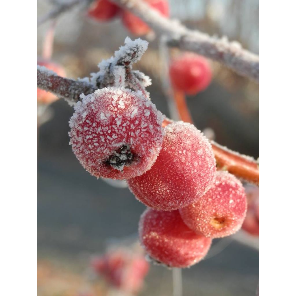 Malus Evereste 'Perpetu' - Melo da fiore