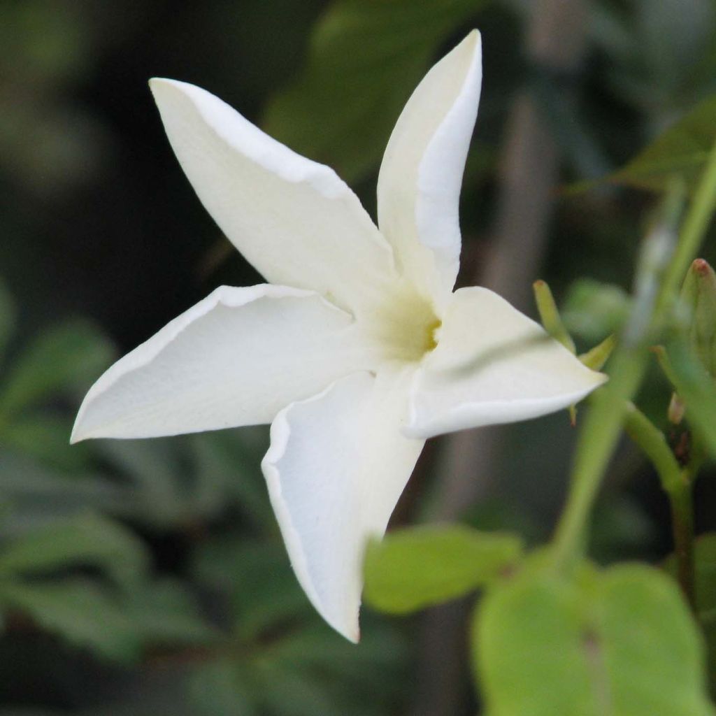 Mandevilla laxa - Gelsomino del Cile