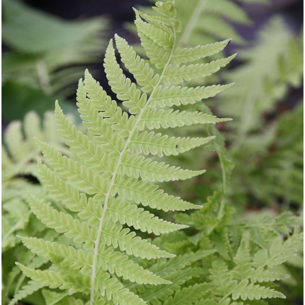 Matteuccia struthiopteris var. pensylvanica - Felce penna di struzzo