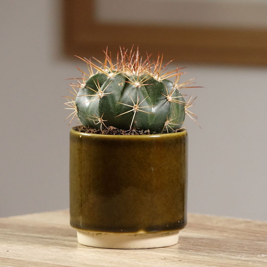 Cactus- Melocactus azureus
