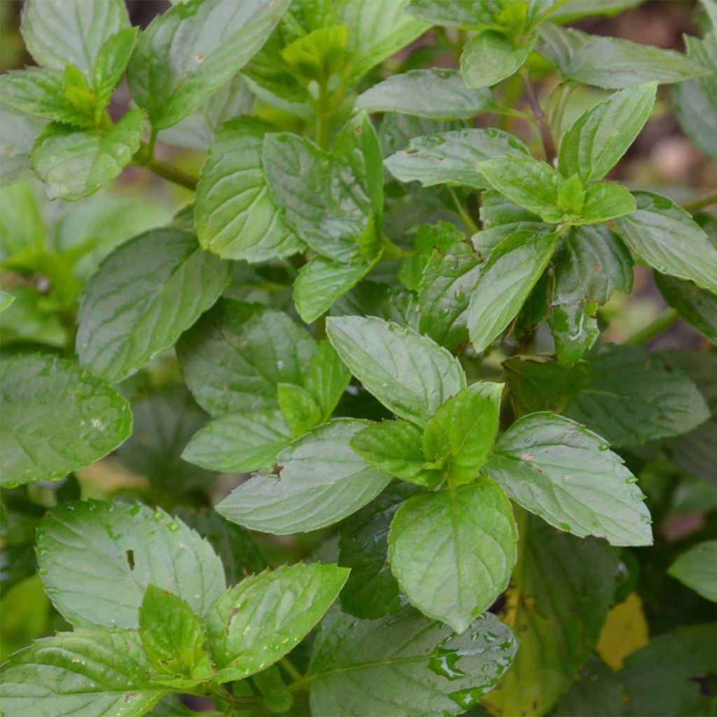 Mentha citrata Goût d'Orange - Menta bergamotto