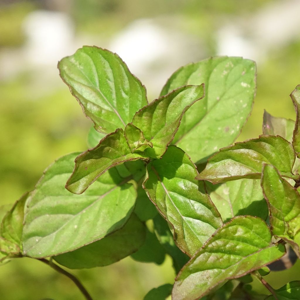 Mentha citrata Goût d'Orange - Menta bergamotto