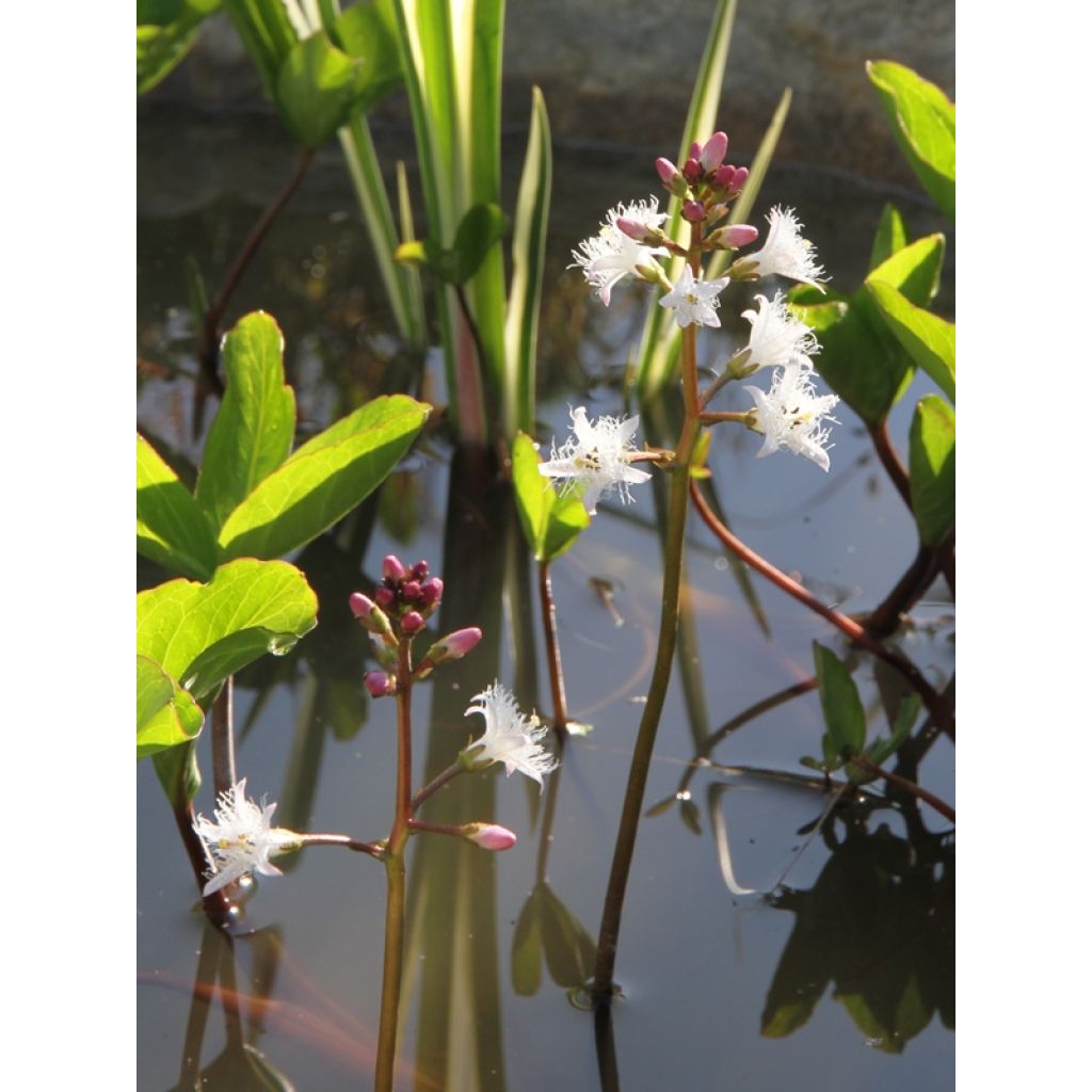 Menyanthes trifoliata - Trifoglio fibrino