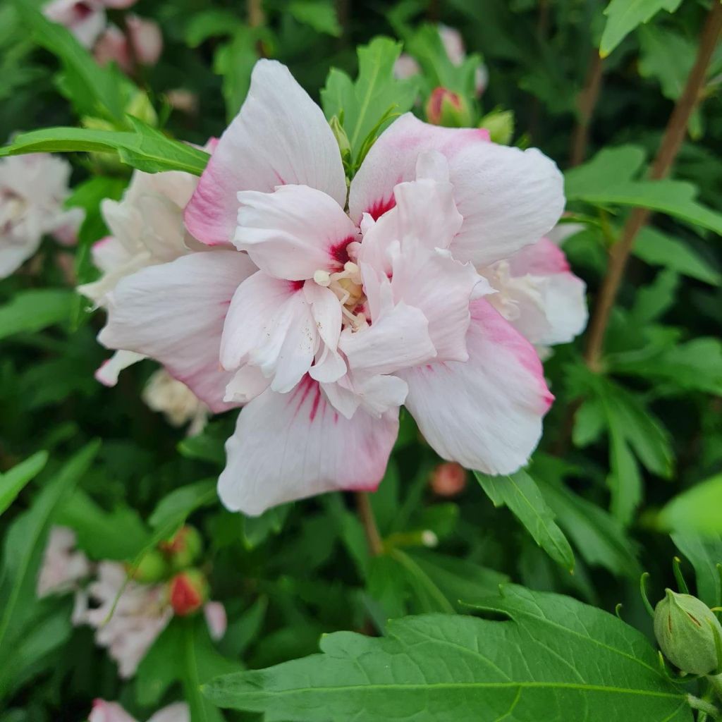 Hibiscus syriacus Leopoldii - Ibisco