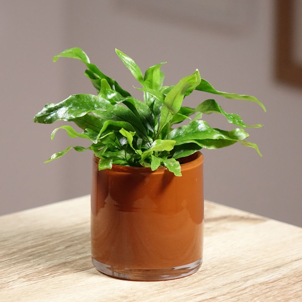 Microsorum pteropus - Felce di Giava