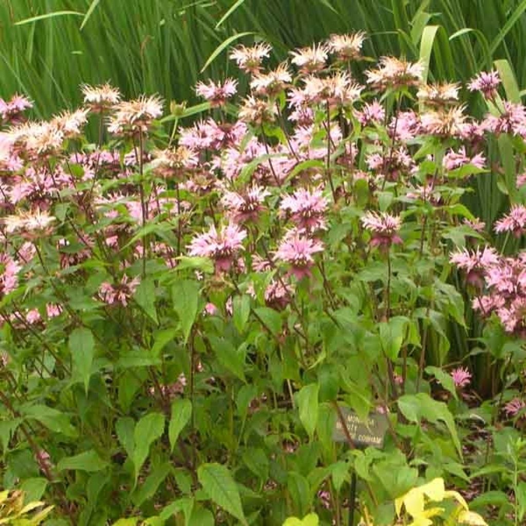Monarda Beauty of Cobham - Monarda