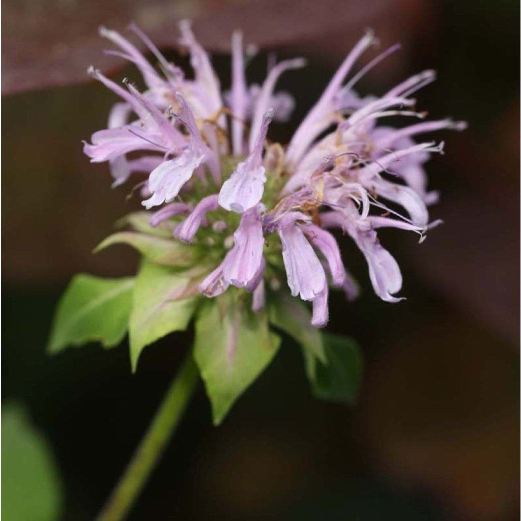 Monarda Beauty of Cobham - Monarda