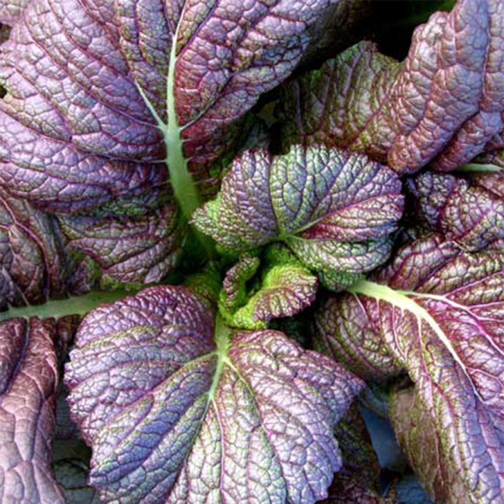 Senape rossa Red Giant Bio - Ferme de Sainte Marthe