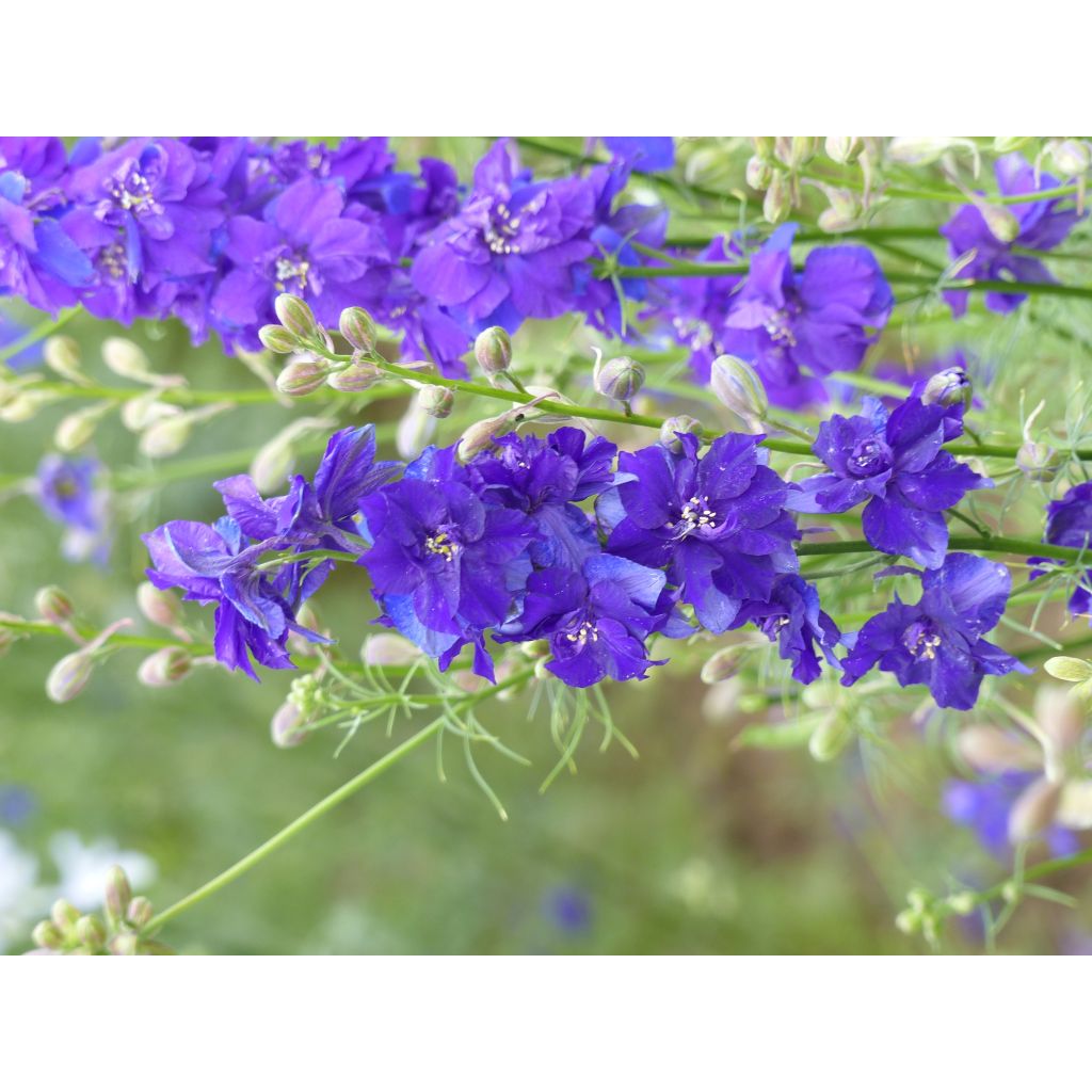 Delphinium consolida DelQIS White Blue Edge - Speronella consolida