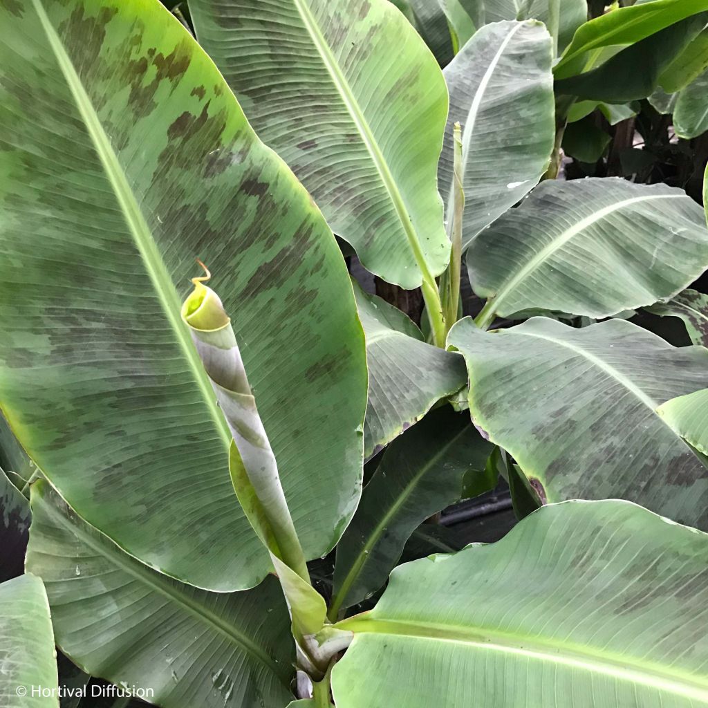 Musa acuminata Dwarf Cavendish
