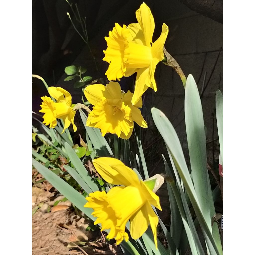 Narciso Dutch Master