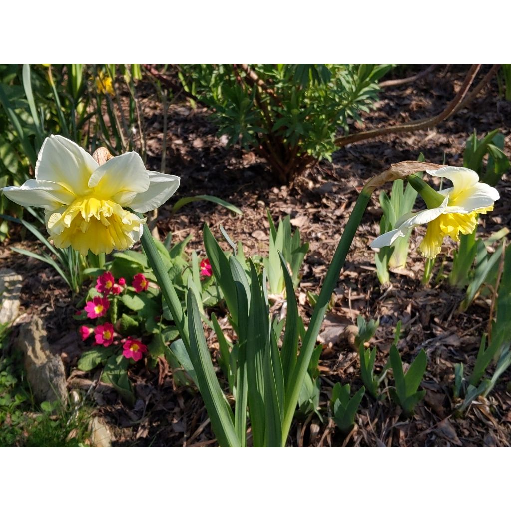 Narciso a fiore doppio Ice King