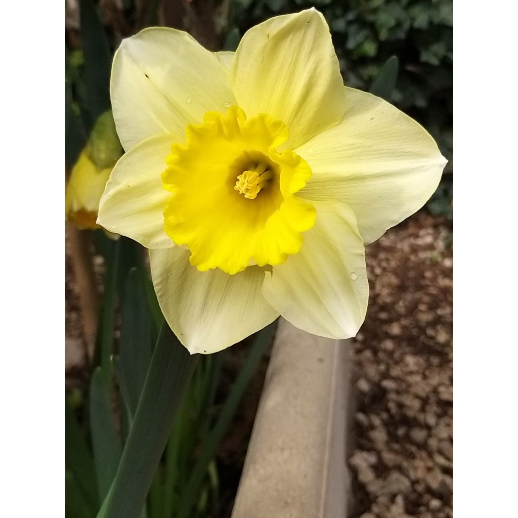 Narciso a tromba Spellbinder