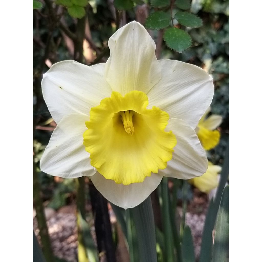 Narciso a tromba Spellbinder