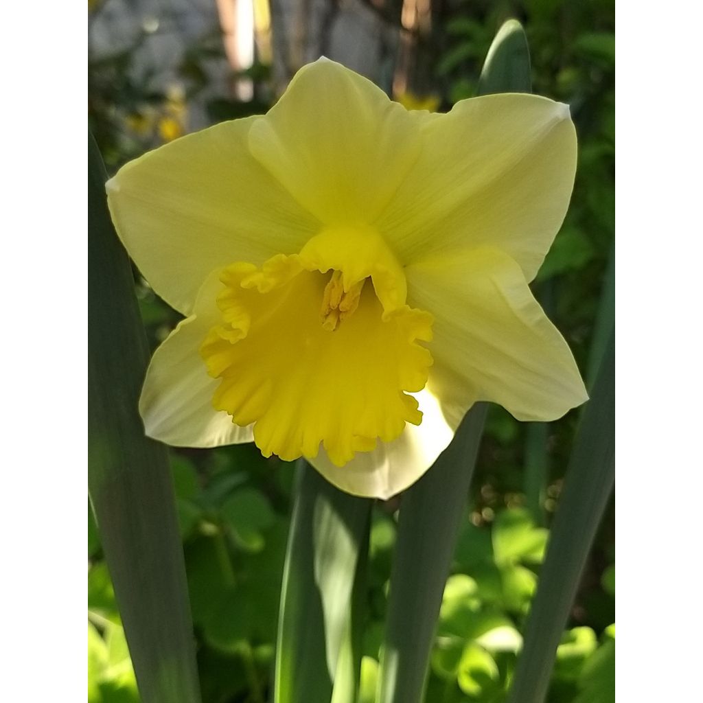 Narciso a tromba Spellbinder