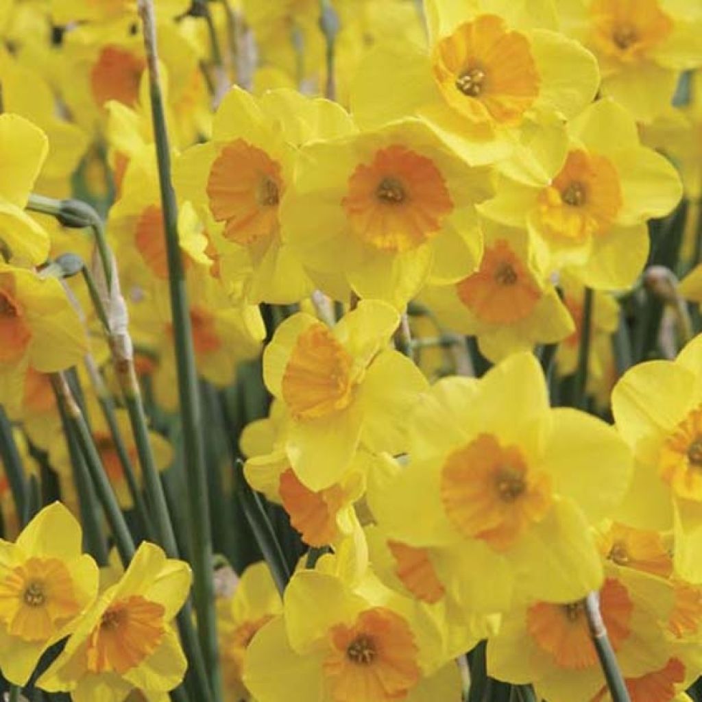 Narciso Suzy