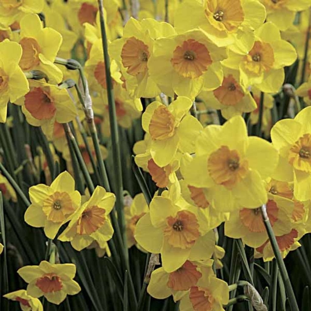 Narciso Suzy