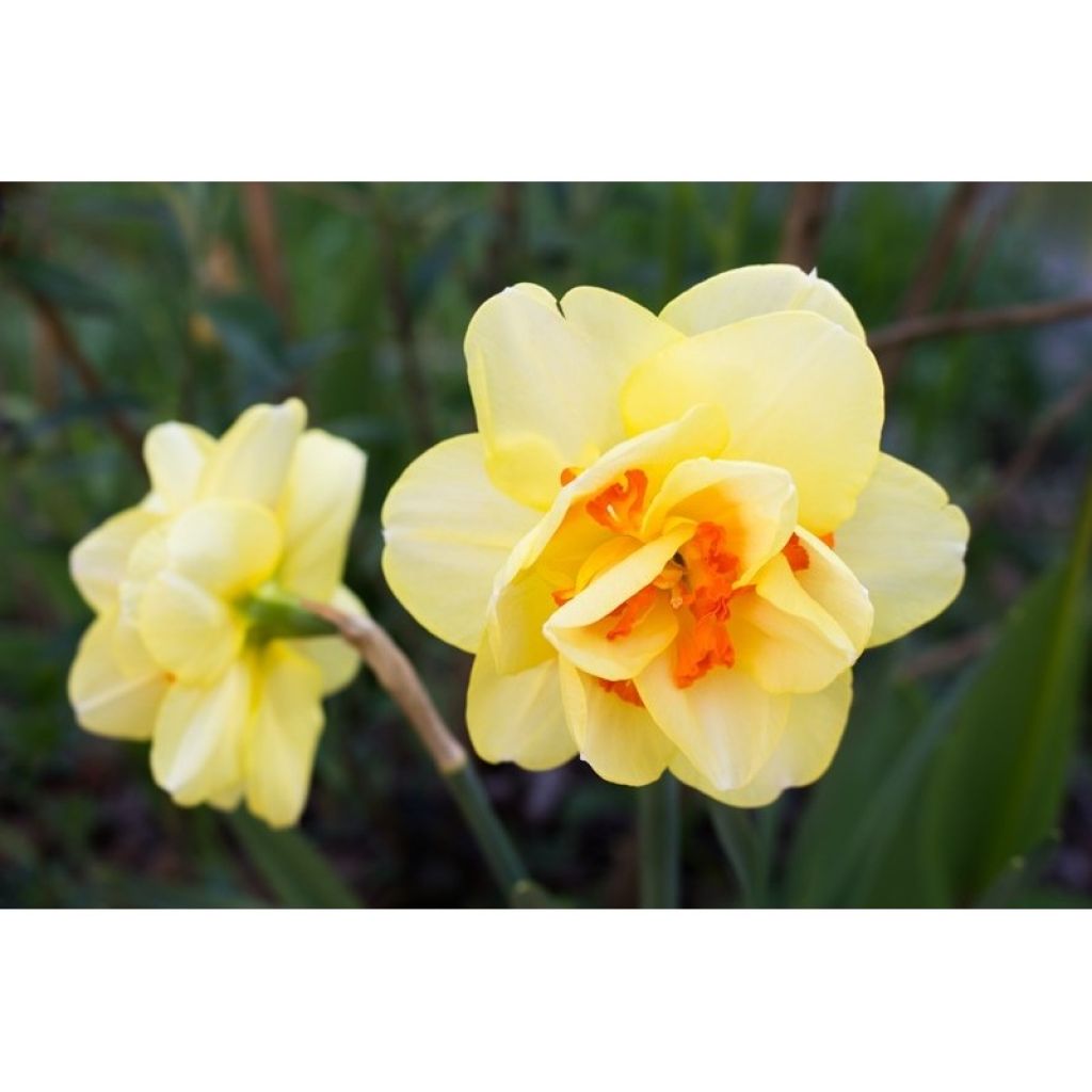 Narciso a fiore doppio Tahiti