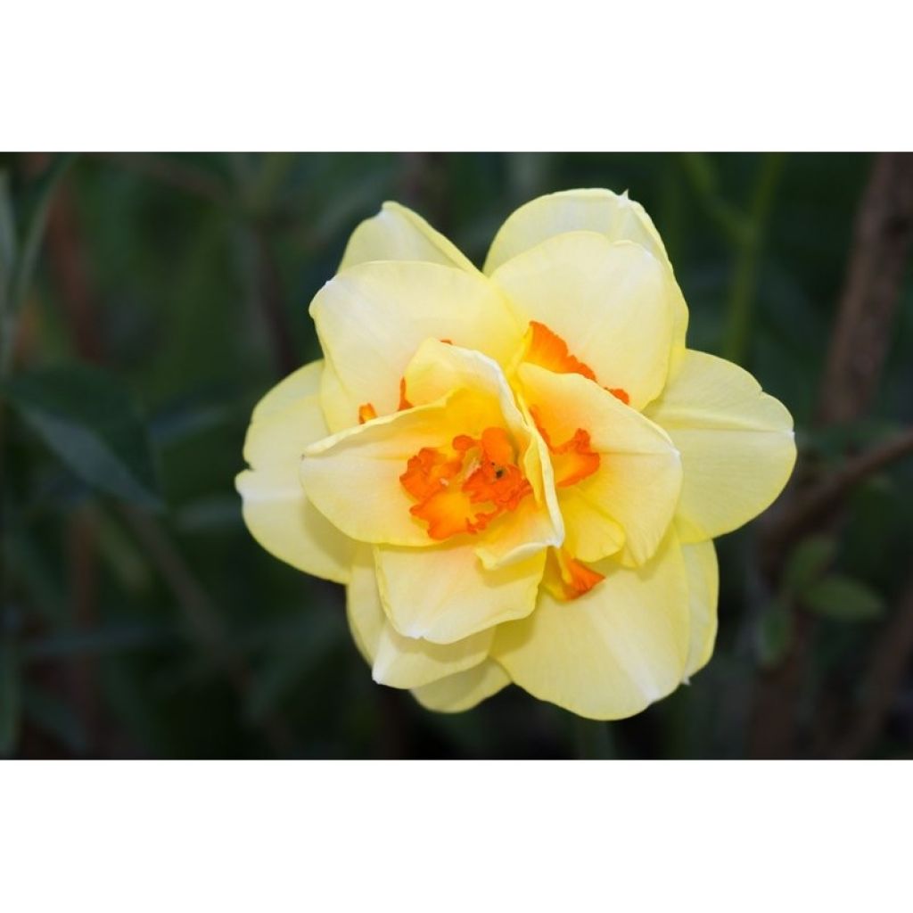 Narciso a fiore doppio Tahiti