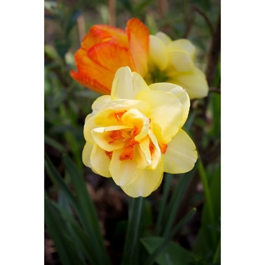 Narciso a fiore doppio Tahiti