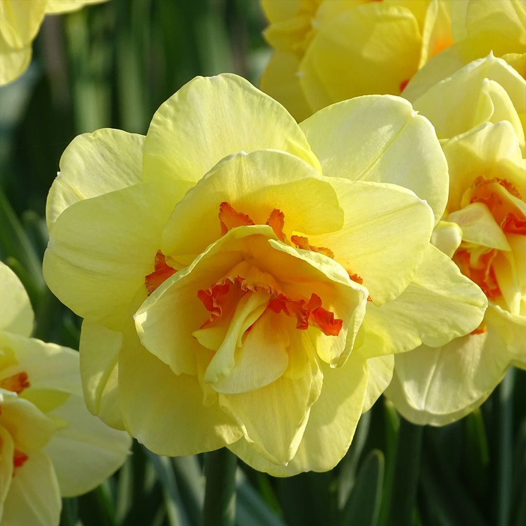 Narciso a fiore doppio Tahiti